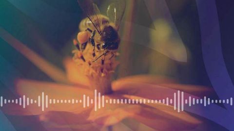 Les 6 premiers épisodes du podcast « Pour que nature vive ! » totalisent 70 000 écoutes en 3 mois, reflétant l’intérêt pour les sujets environnementaux. ©MNHN